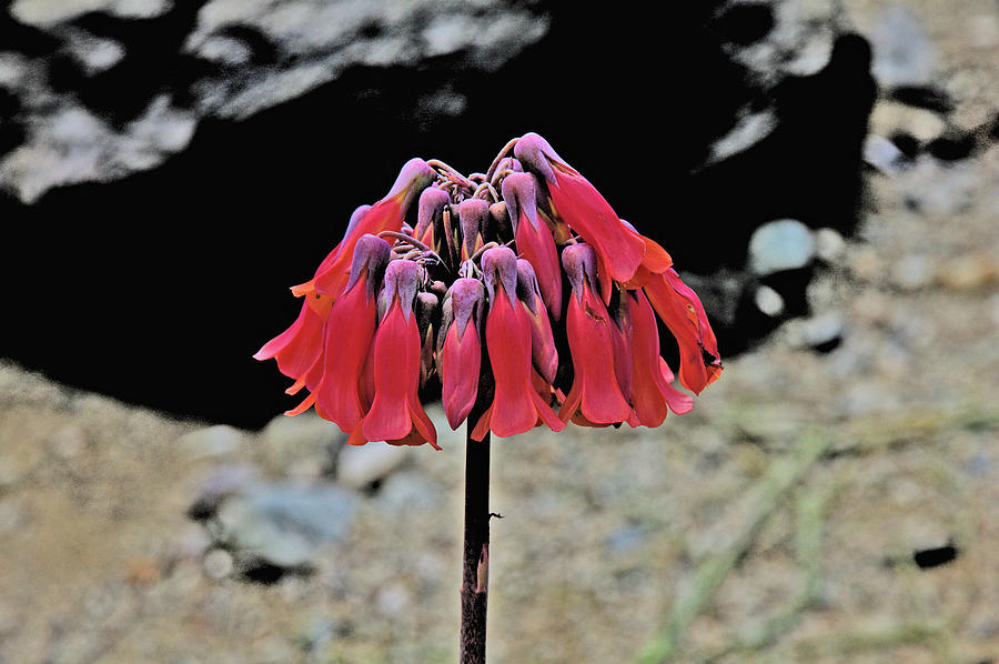 Desert flower deep pink 2 1282017 6682 Photograph by David Frederick