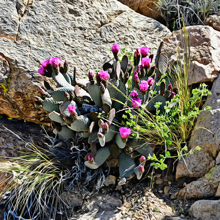 Desert Flower Impressions Three - Cactus Blooms Digital Art by Glenn McCarthy Art and Photography