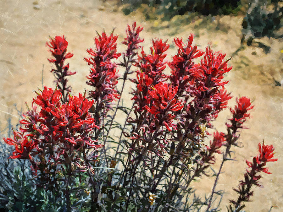 Desert Flower Impressions Two - Paintbrush Digital Art by Glenn McCarthy Art and Photography