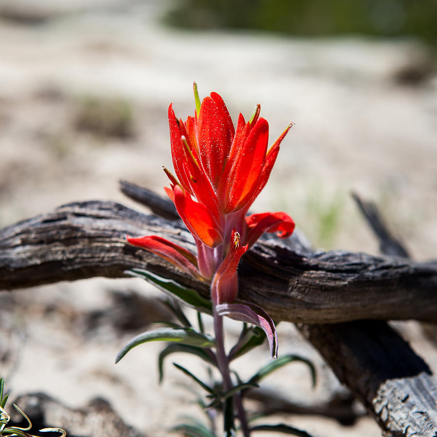 Desert Flower - Indian Paintbrush Photograph by Del Duncan