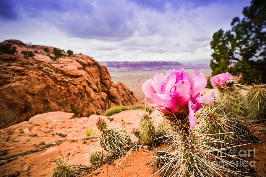 Desert Flower Photograph by Jim DeLillo