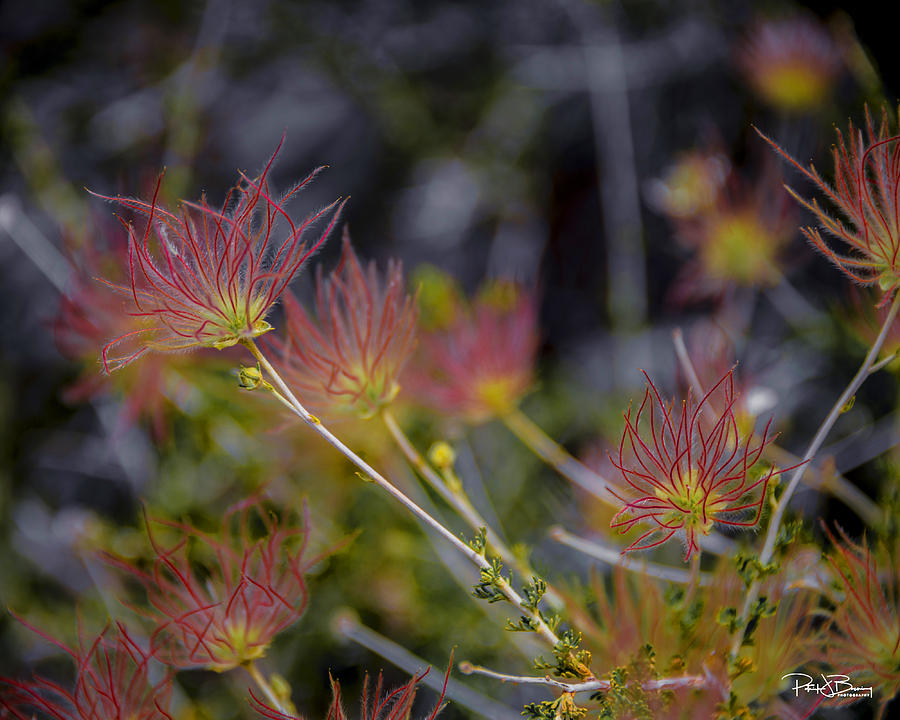 Desert Flower Photograph by Patrick Boening