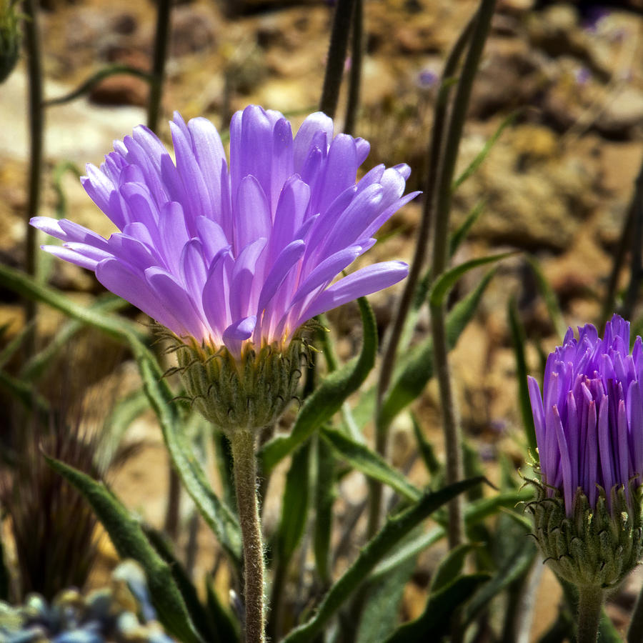 Desert Flower Photograph by Phil Cardamone