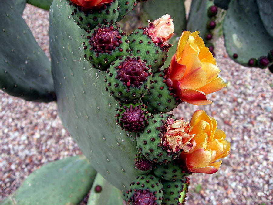 Desert Flowers Photograph by Harvie Brown