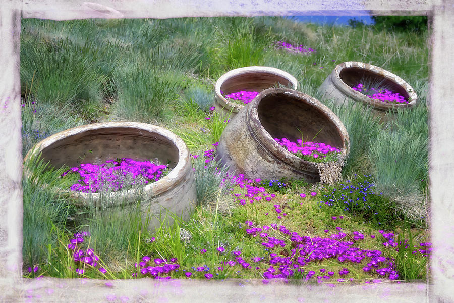 Garden Photograph - Desert Flowers by Joan Carroll