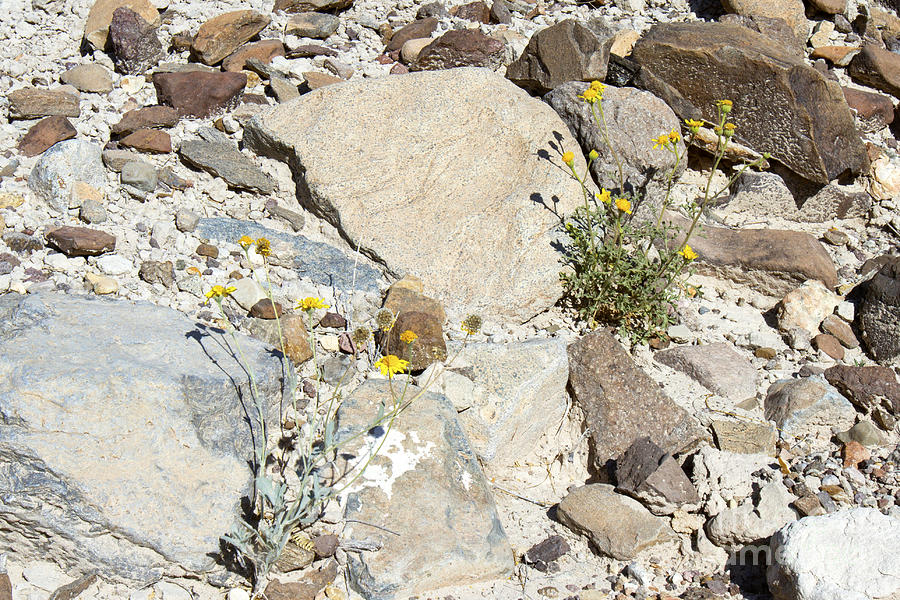 Desert Flowers Photograph by Karen Foley