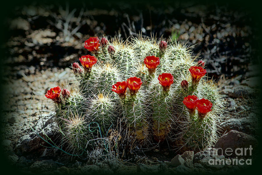 Desert Flowers Photograph by Lynn Sprowl