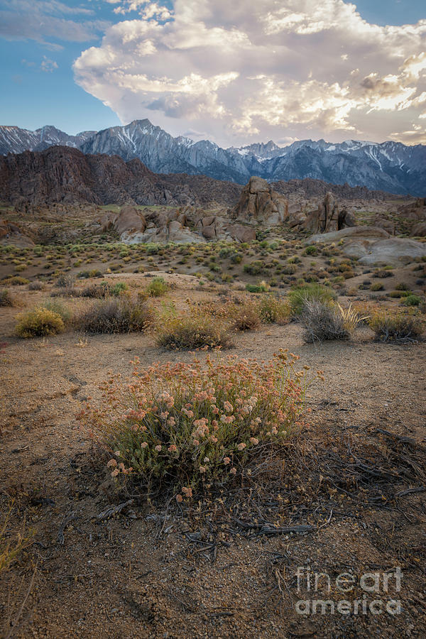 Desert Flowers  Photograph by Michael Ver Sprill