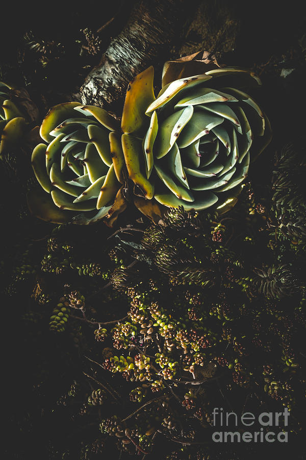 Desert flowers Photograph by Jorgo Photography