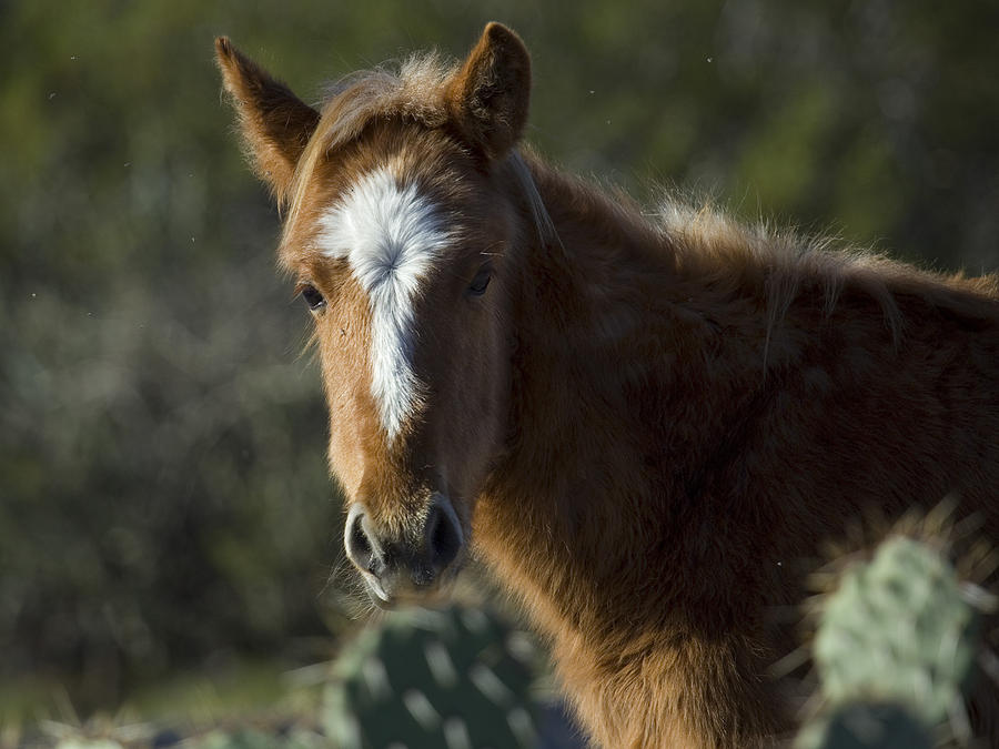 Desert Foal Photograph by Sue Cullumber