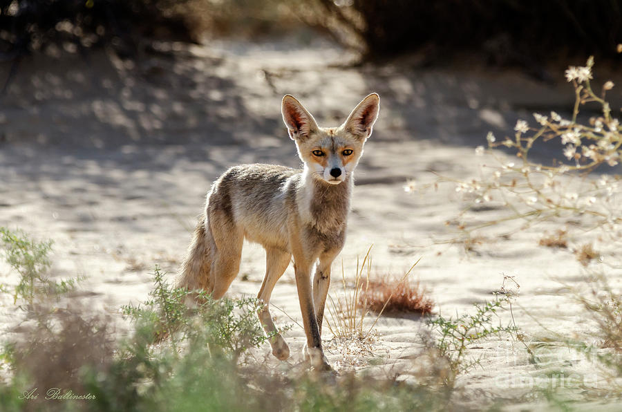 Desert Fox Photograph by Arik Baltinester