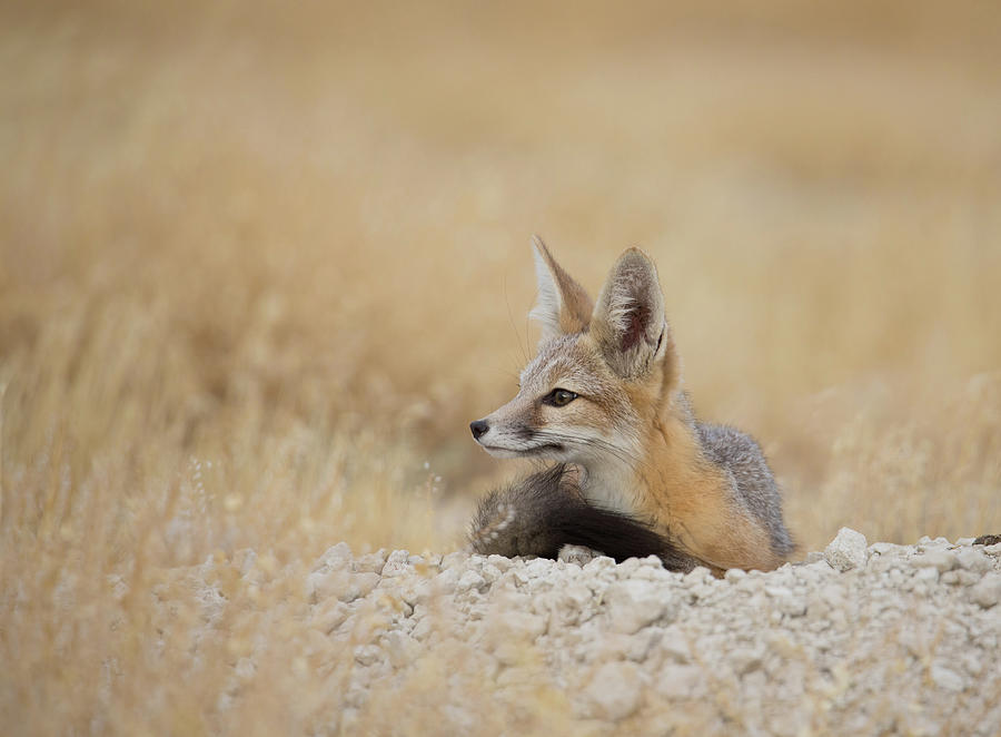 Desert Fox Photograph by Darlene Smith