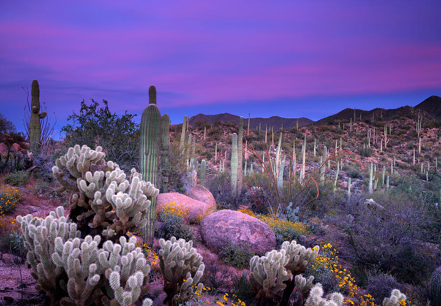 Saguaro National Park Photograph - Desert Garden by Eric Foltz