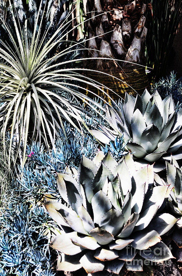 Succulents-desert Garden Photograph by Judy Wolinsky