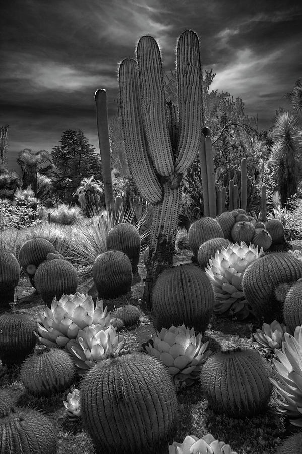 Nature Photograph - Desert Garden with Cacti at the Huntington Botanical Garden in California by Randall Nyhof