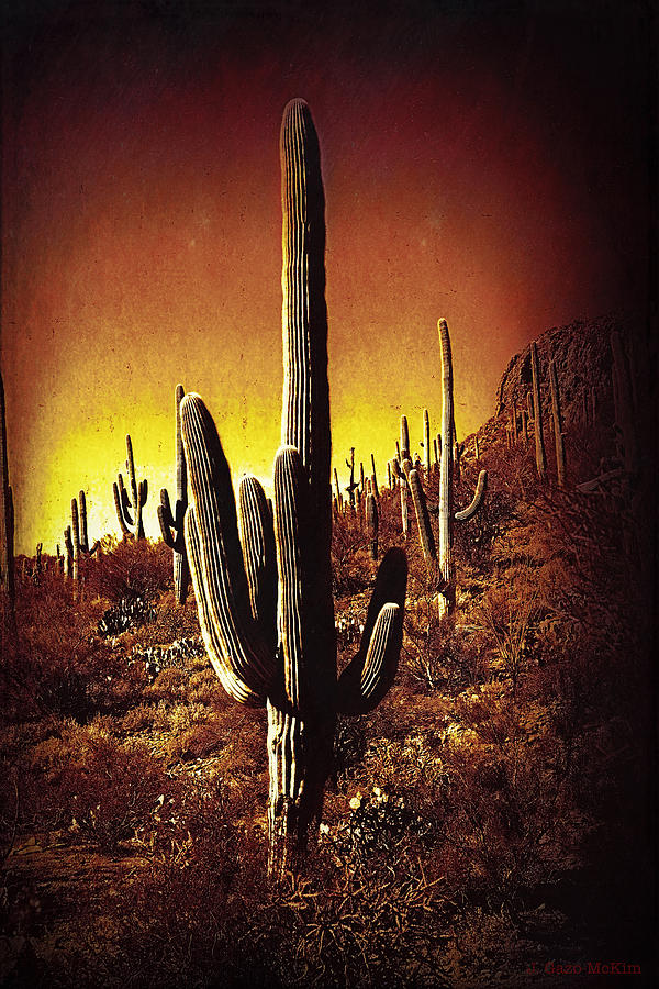 Desert Glow Photograph by Jo-Anne Gazo-McKim