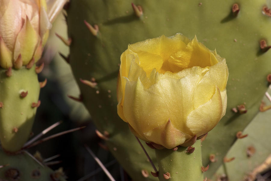 Flower Photograph - Desert Glow by Becky Titus