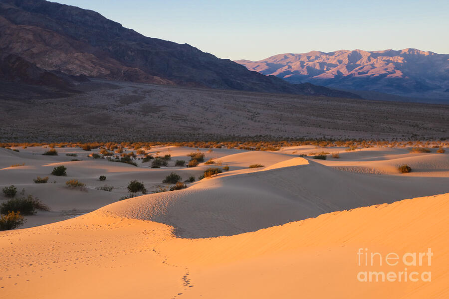 Desert Glow Photograph by Suzanne Luft