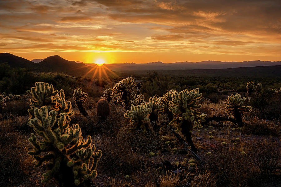 Desert Gold at Sunset Photograph by Saija Lehtonen | Fine Art America