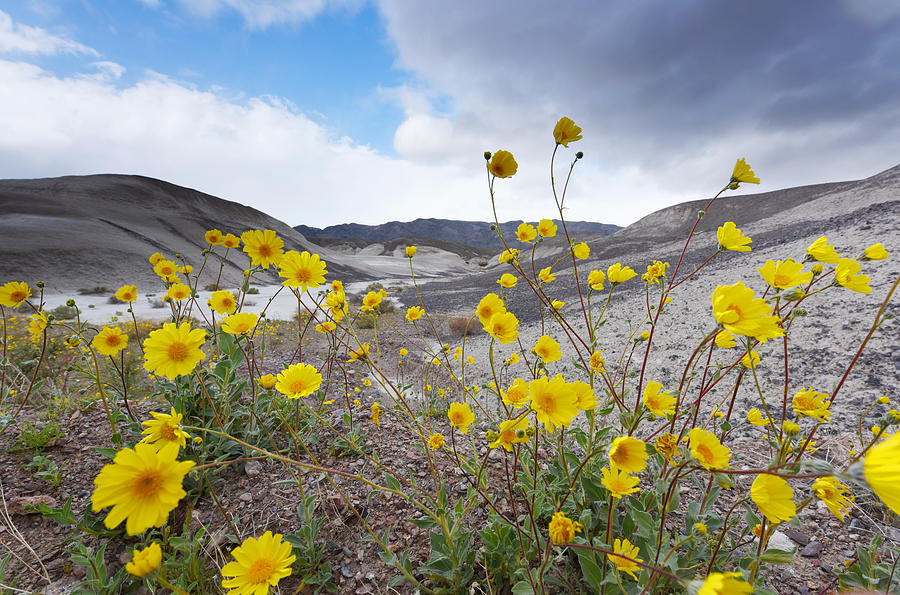 Desert Gold in Death Valley Photograph by Dung Ma