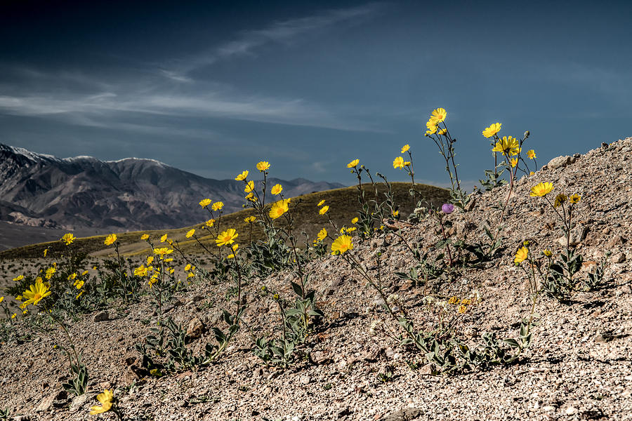 Desert Gold in Death Valley Photograph by Janis Knight