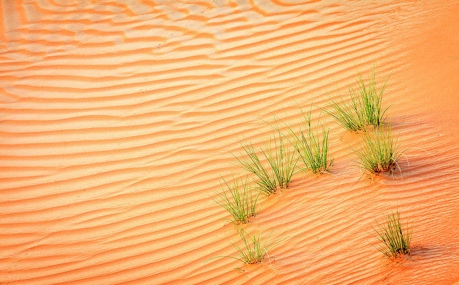 Desert grass Photograph by Alexey Stiop