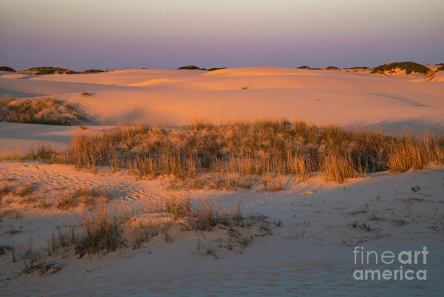 Desert Grasses at Sunset Photograph by Bob Phillips