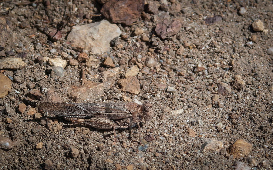 Desert Grasshopper Photograph by Rick Mosher