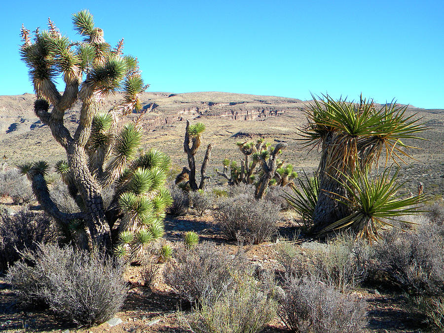 Desert Greenery Photograph by Frank Wilson