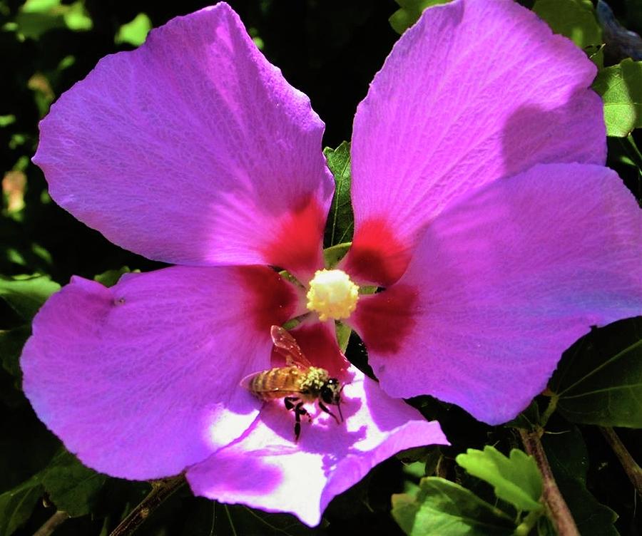 Desert Hibiscus with Honey Bee Photograph by Lois Rivera - Fine Art America