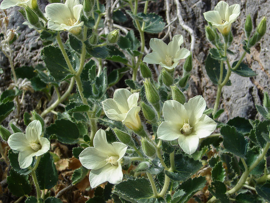 Desert Holly Photograph by Carl Moore