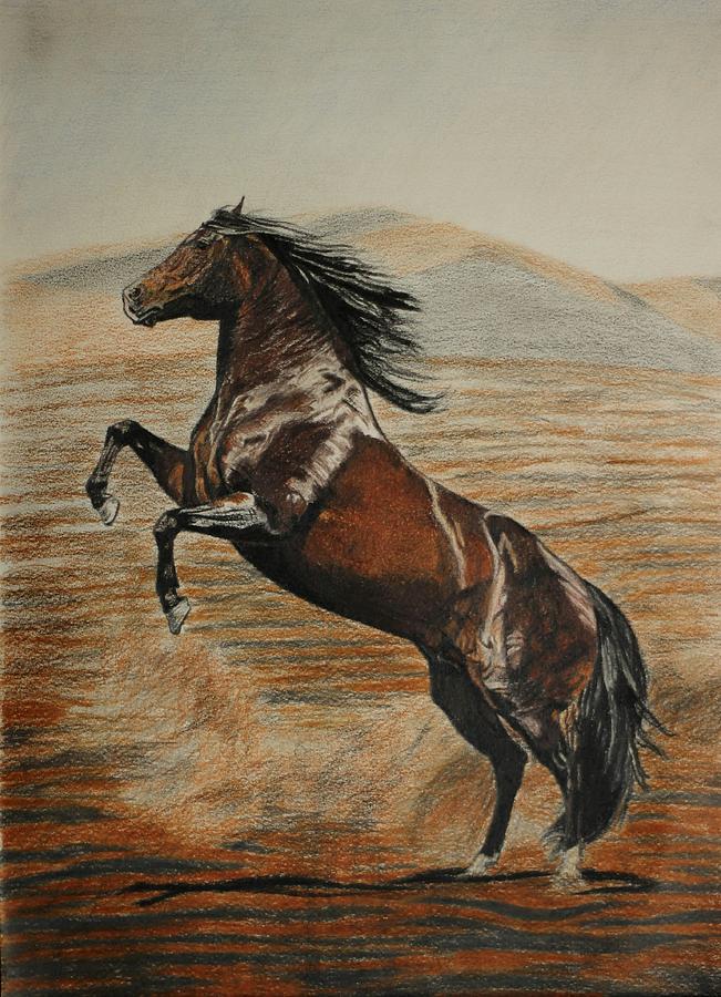 Horse Drawing - Desert horse by Melita Safran