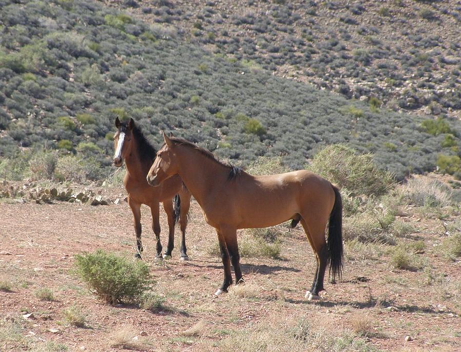 Desert Horses Photograph by Jeanette Oberholtzer
