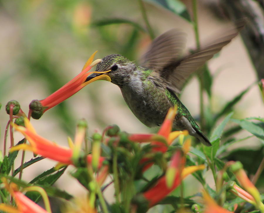 Desert Humming Photograph by Kathy Bassett