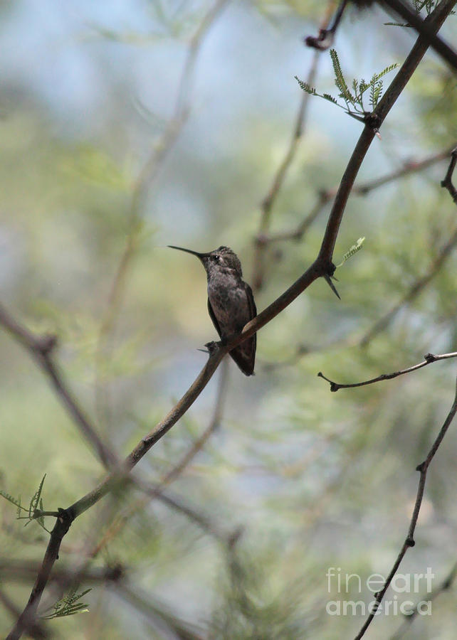 Desert Hummingbird Photograph by Carol Groenen