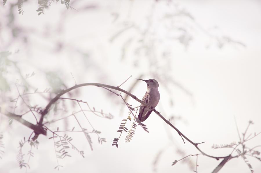 Desert Hummingbird II Photograph