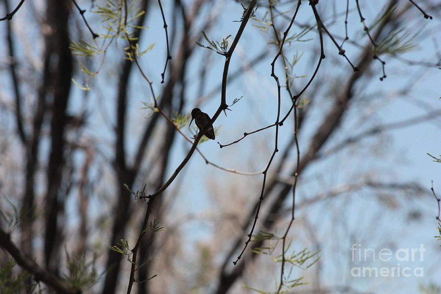 Desert Hummingbird Silhouette Photograph by Carol Groenen