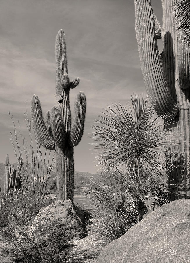 Desert Icons Photograph by Gordon Beck