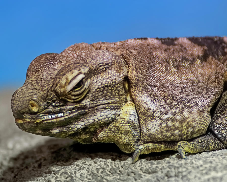 Desert Iguana h1800 Photograph by Mark Myhaver