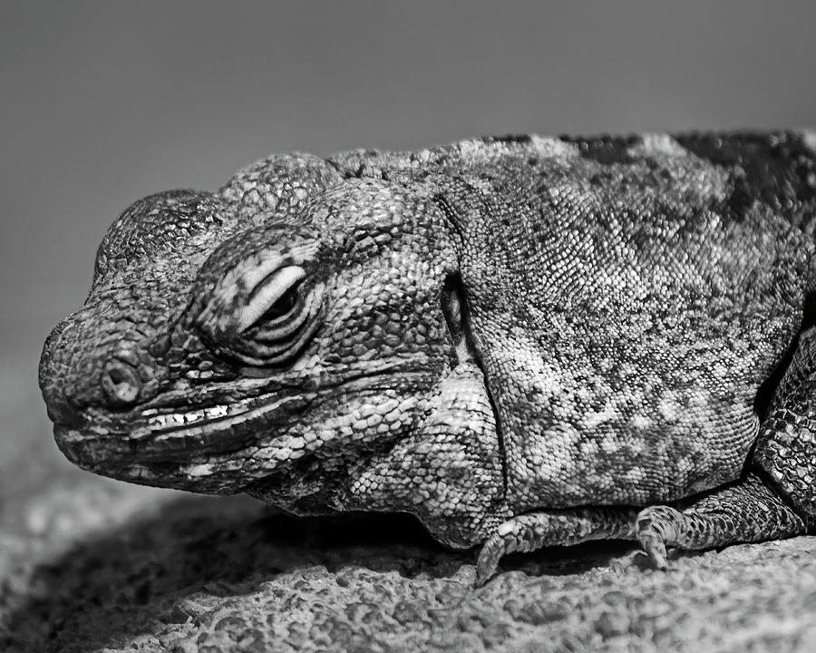 Desert Iguana h1801 Photograph by Mark Myhaver