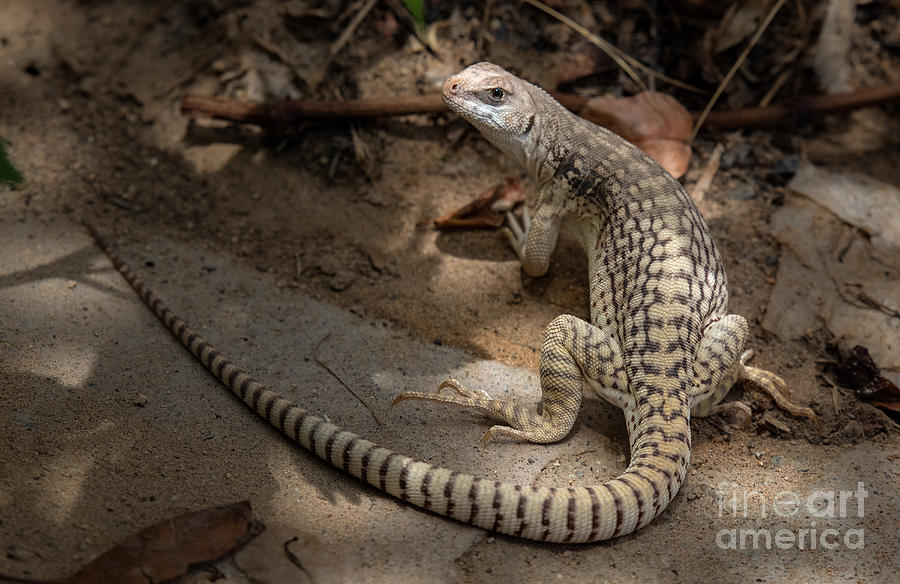 Desert Iguana Photograph by Lisa Manifold