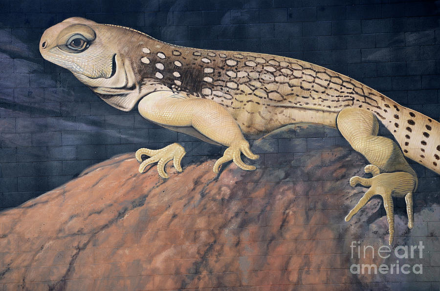 Desert Iguana Mural Photograph by Bob Christopher