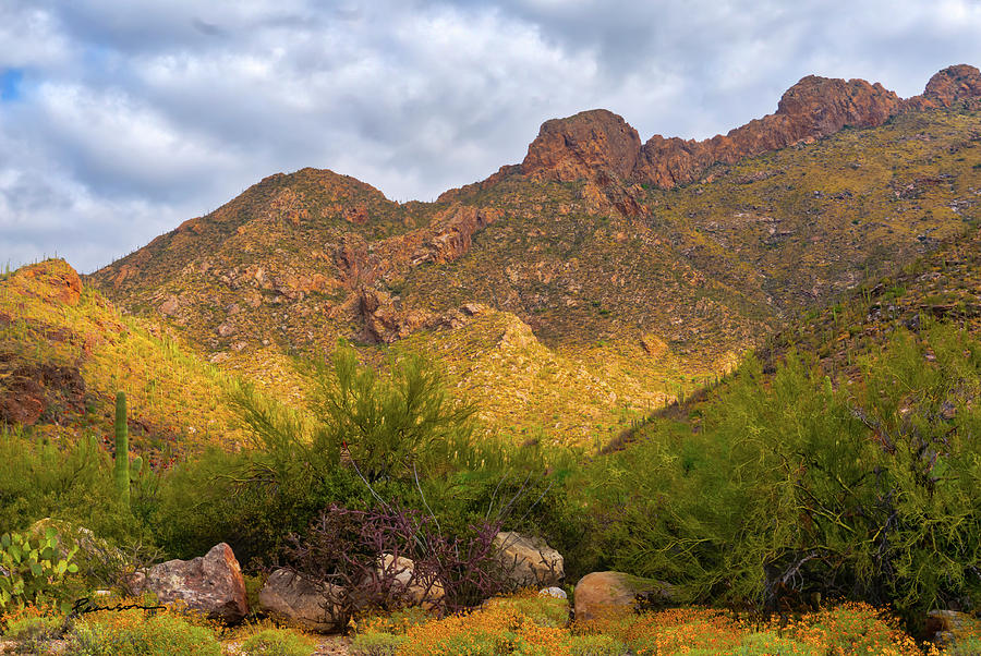 Desert in Bloom, 8 Photograph by Catherine Pearson - Fine Art America