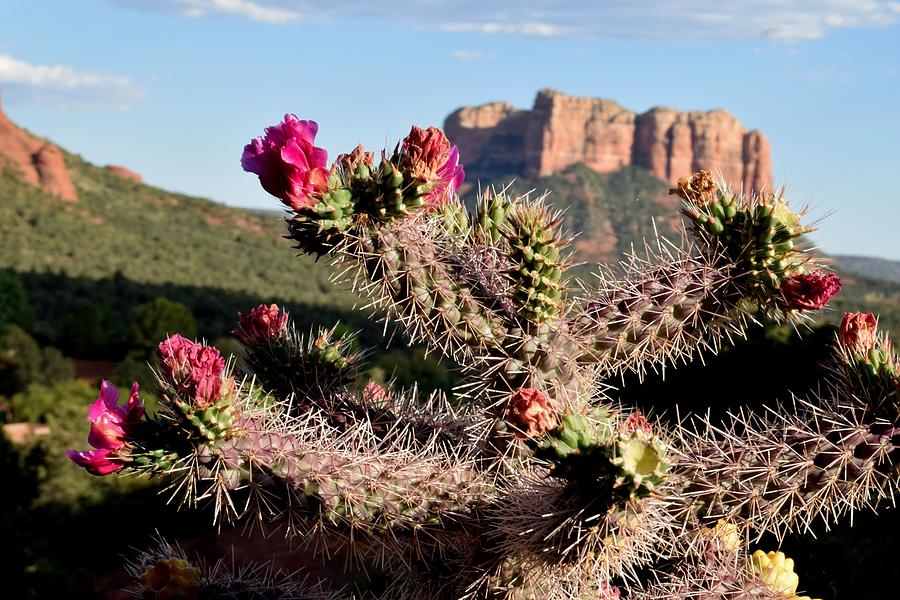 Desert in bloom Photograph by Jim Bennight