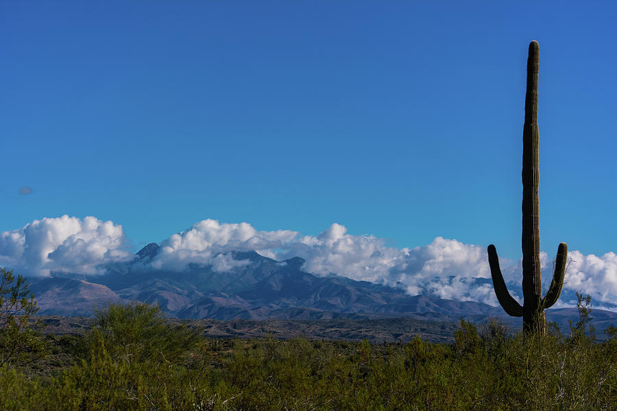 Desert Inversion Cactus Photograph by Douglas Killourie