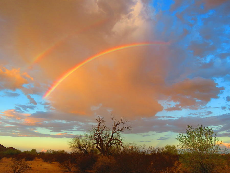 Desert Ironwood and Double Rainbows Photograph by Judy Kennedy