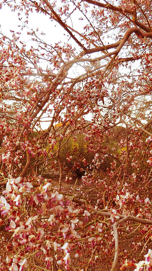 Desert Ironwood Blooming in the Vekol Wash Photograph by Judy Kennedy