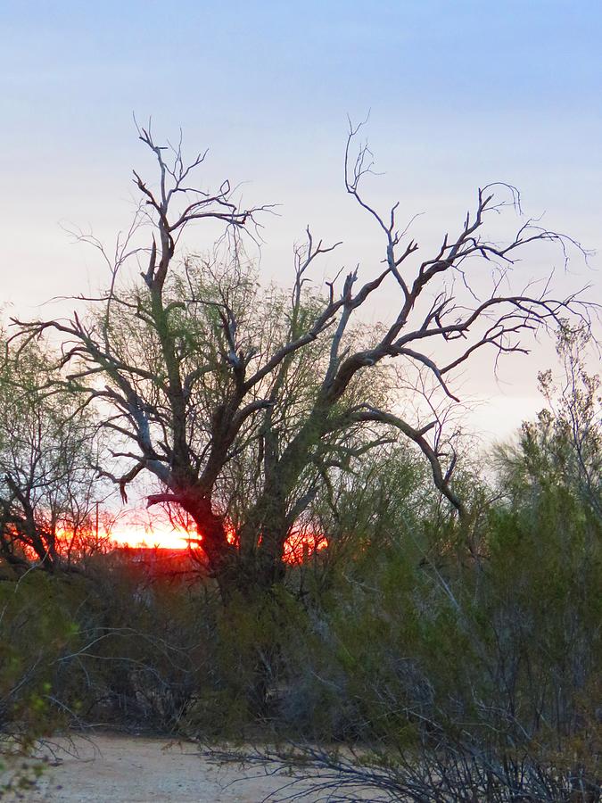 Desert Ironwood Sunrise Photograph by Judy Kennedy