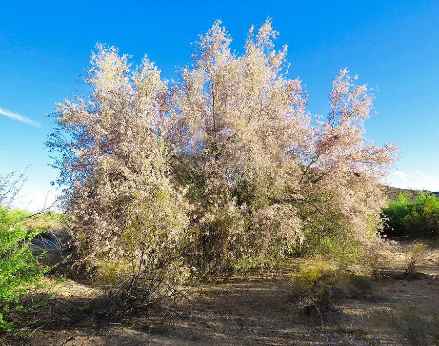 Desert Ironwood Tree in Bloom - Early Morning Photograph by Judy Kennedy