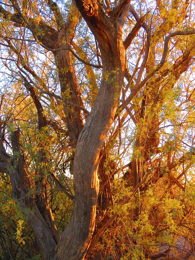 Desert Ironwood Tree in the Golden Hour Photograph by Judy Kennedy